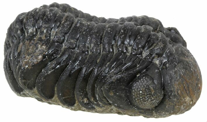 Austerops Trilobite Fossil - Rock Removed #55867
